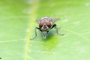 冬天的小苍蝇,顽强生存的奇迹