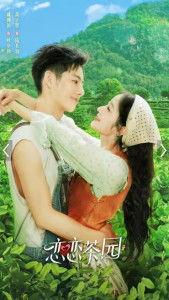 恋恋茶园,探寻茶香四溢的宁静时光