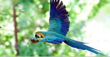 最美丽的事物,探寻世间最美丽事物的永恒魅力