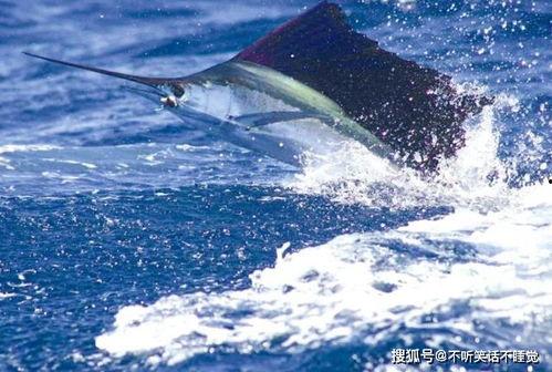 自然：超级鱼类,进化奇迹与生存智慧